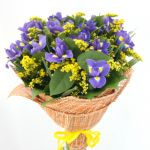 35 ирисов синих