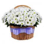 25 хризантем кустовых