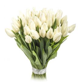 35 тюльпанов белых