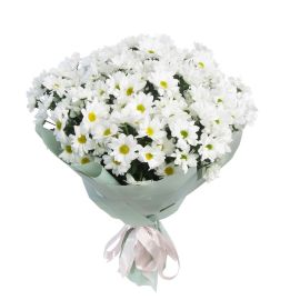 35 хризантем кустовых белых