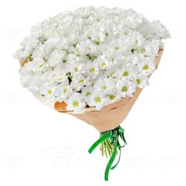 31 хризантема кустовая белая