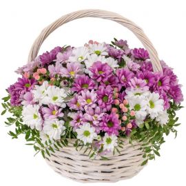 25 хризантем кустовых