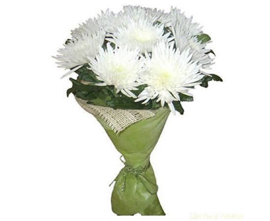 11 игольчатых хризантем белых