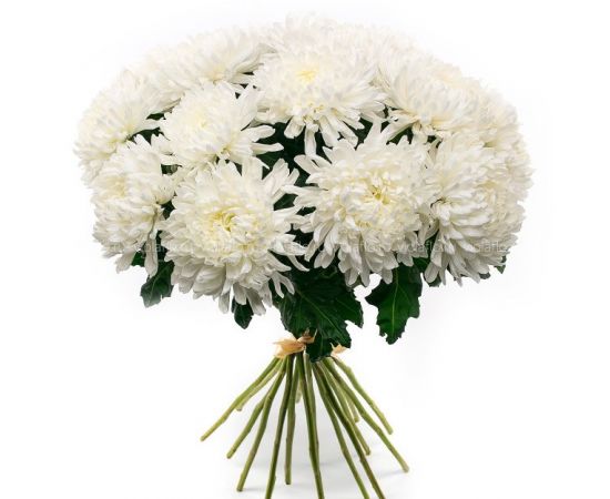 15 хризантем игольчатых белых