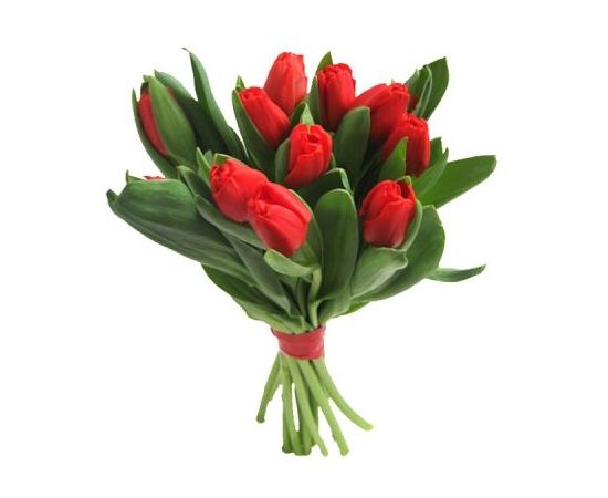 11 тюльпанов красных