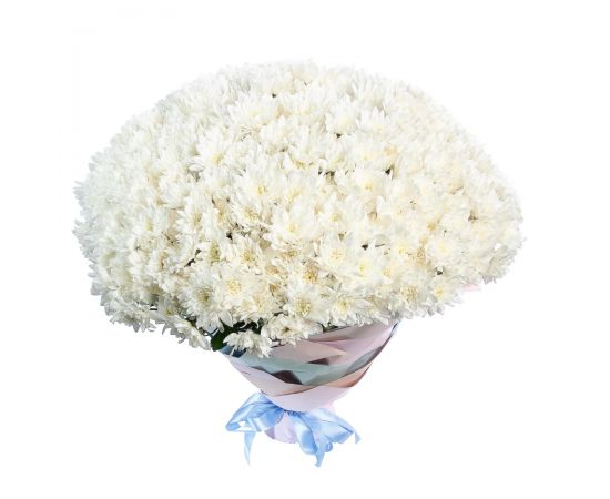 65 кустовых хризантем белых